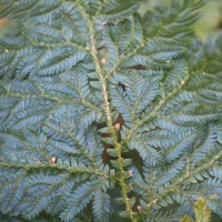 Selaginella willdenowii (Desv.) Baker